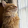 animal_portrait, calm, cat, close_up, collar, curious, domestic_animal, feline, fluffy, indoor, long_hair, looking_out_window, natural_light, orange_cat, pet, profile, quiet, soft_light, whiskers, window