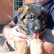 Alf a rejoint le concours — aidez-le/la à gagner de superbes lots ! puppy, dog, german_shepherd, tongue_out, pet, animal, cute, outdoor, person, tattoo, hand, black_shirt, window, wall, sunlight, happy, fur, closeup, holding, portrait