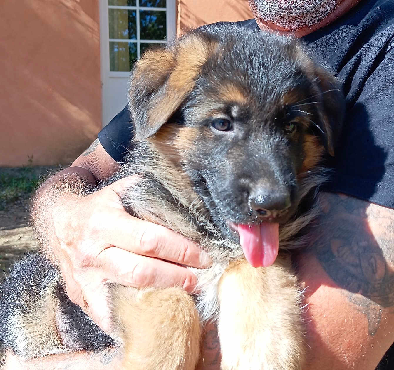 Alf a rejoint le concours — aidez-le/la à gagner de superbes lots ! puppy, dog, german_shepherd, tongue_out, pet, animal, cute, outdoor, person, tattoo, hand, black_shirt, window, wall, sunlight, happy, fur, closeup, holding, portrait