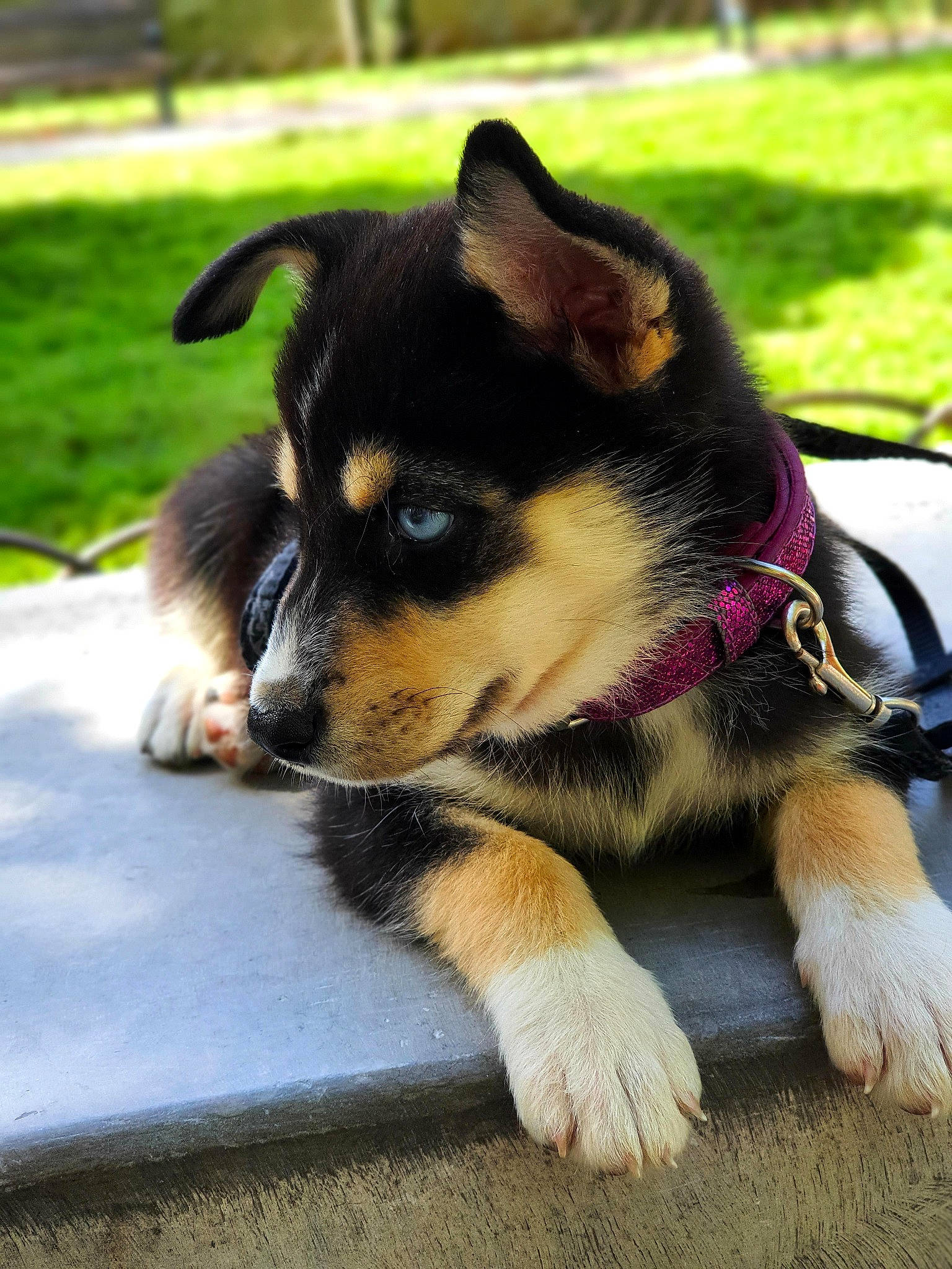 Harley a rejoint le concours — aidez-le/la à gagner de superbes lots ! australian_kelpie, australian_shepherd, canidae, carnivore, companion_dog, dog, dog_breed, herding_dog, lapponian_herder, mammal, puppy, rare_breed_dog, siberian_husky, snout, sporting_group, vertebrate, working_dog