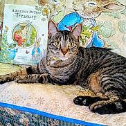 Miss Kitty joined the competition — help win amazing prizes! animal, beatrix_potter, book, cat, colorful, companion, cozy, curious, cute, domestic_animal, feline, illustration, indoor, literature, pet, quilt, relaxed, resting, striped, tabby_cat
