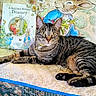 animal, beatrix_potter, book, cat, colorful, companion, cozy, curious, cute, domestic_animal, feline, illustration, indoor, literature, pet, quilt, relaxed, resting, striped, tabby_cat