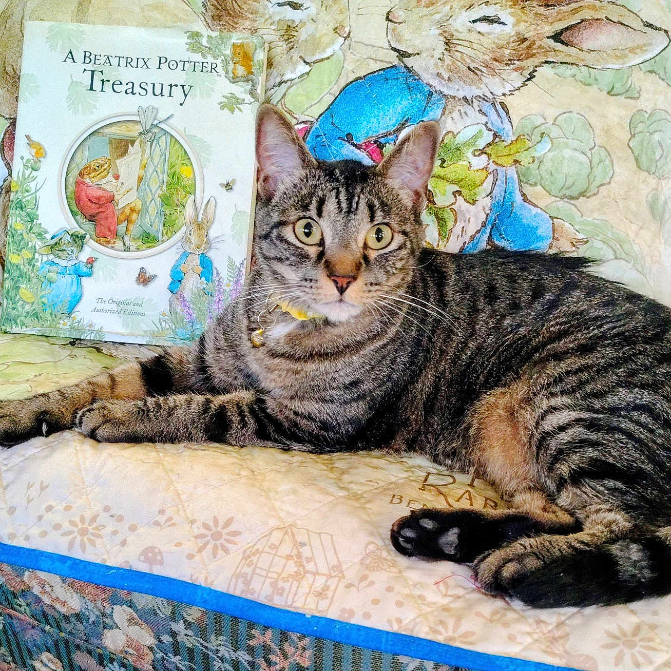 Miss Kitty