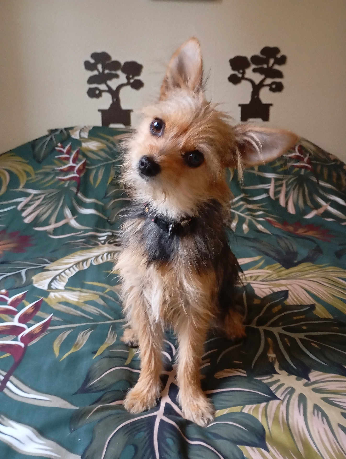 Lyly a rejoint le concours — aidez-le/la à gagner de superbes lots ! dog, pet, animal, cute, small_dog, fur, ears, bedspread, indoor, curious, portrait, canine, head_tilt, collar, furry, domestic_animal, brown, black, sitting, leaf_pattern