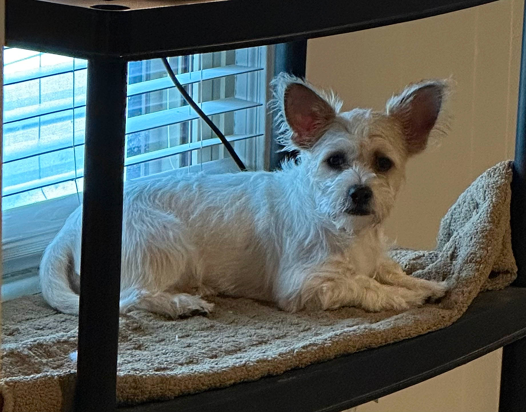 Scruffy joined the competition — help win amazing prizes! canidae, carnivore, companion_dog, dog, dog_breed, dog_supply, fawn, fur, liver, pet_supply, small_terrier, snout, sporting_group, terrestrial_animal, terrier, toy_dog, whiskers, window, working_animal, yorkipoo