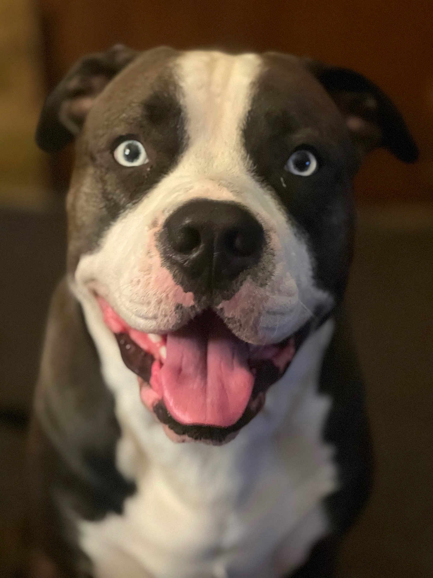 Kano joined the competition — help win amazing prizes! dog, pet, close_up, tongue_out, blue_eyes, smiling, canine, portrait, indoor, black_and_white, happy, animal, mammal, domestic_animal, friendly, cute, fur, nose, ears, expression
