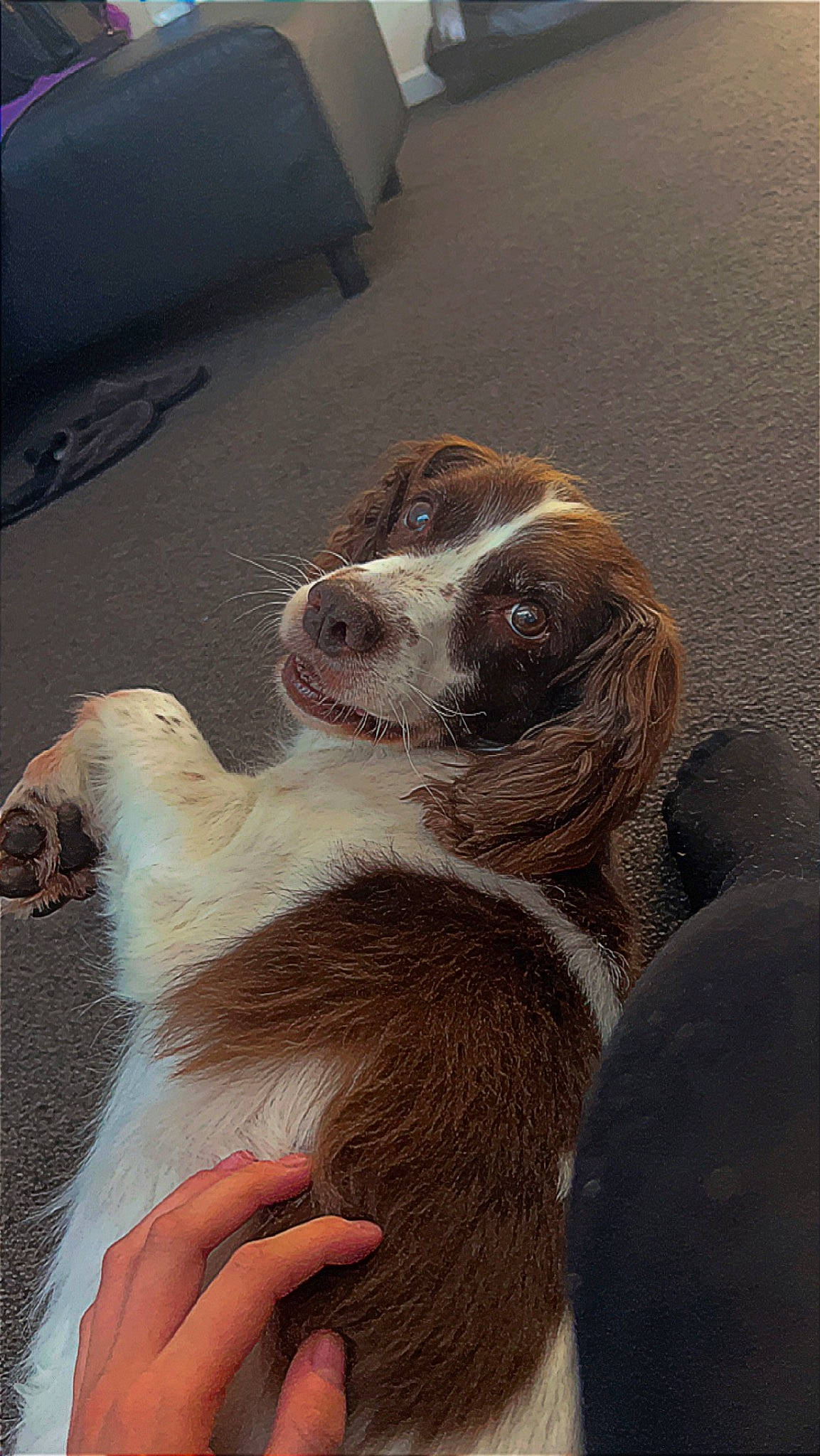 Jasmine joined the competition — help win amazing prizes! canidae, carnivore, comfort, companion_dog, dog, dog_breed, fawn, fur, liver, nail, paw, whiskers, working_animal