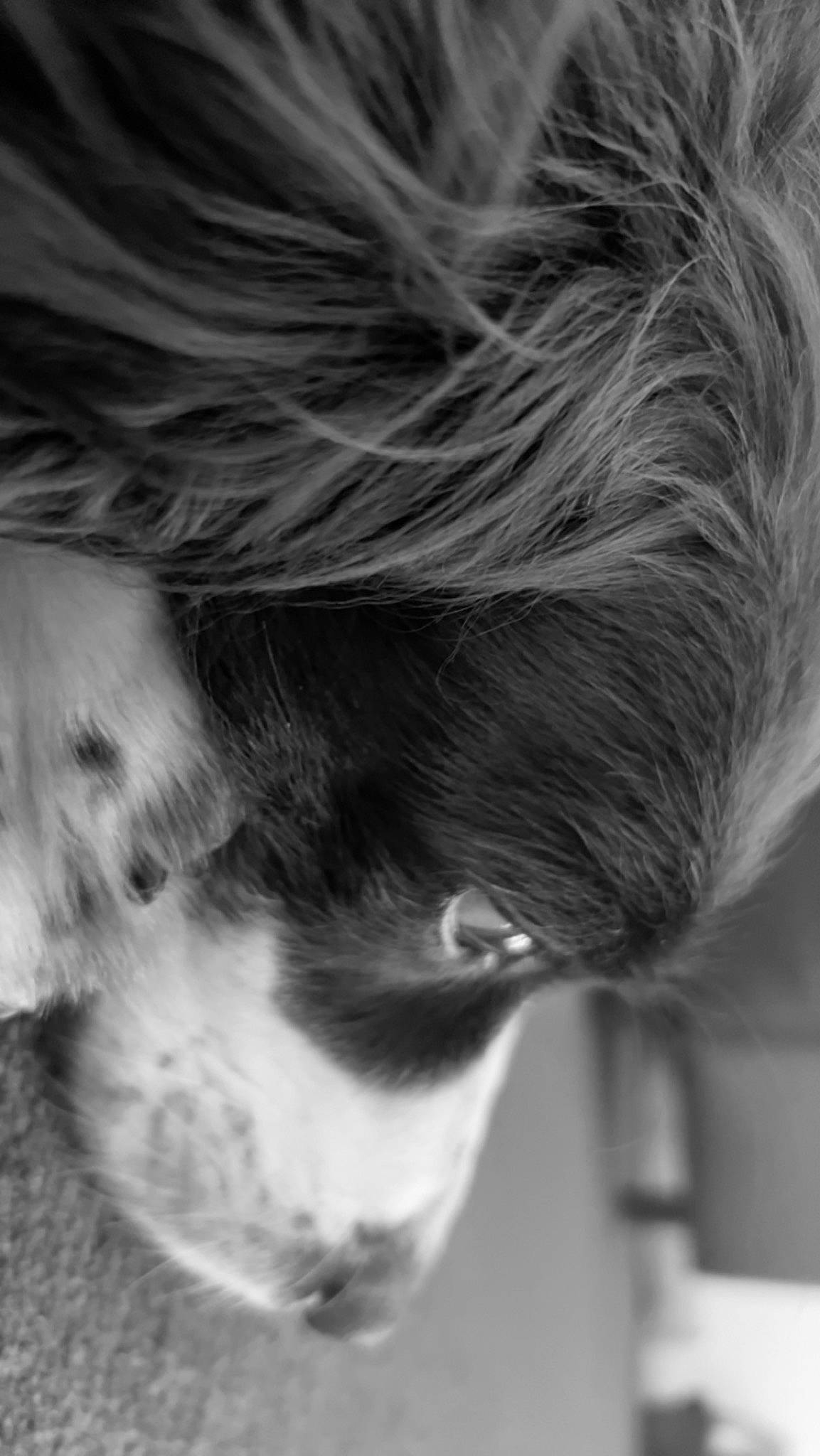 Jasmine is registered to the contest to win money with this photo: black_and_white, companion_dog, dog, dog_breed, ear, eye, eyelash, fur, grey, human_body, iris, jaw, liquid, monochrome, monochrome_photography, snout, sporting_group, whiskers, wood, wrinkle