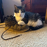 Diego joined the competition — help win amazing prizes! cat, tabby_cat, indoor, carpet, boot, brown_boot, shoelace, wooden_chest, furniture, pet, animal, resting, paw, white_fur, gray_fur, striped_fur, floor, cozy, relaxed, domestic