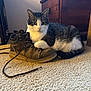 cat, tabby_cat, indoor, carpet, boot, brown_boot, shoelace, wooden_chest, furniture, pet, animal, resting, paw, white_fur, gray_fur, striped_fur, floor, cozy, relaxed, domestic