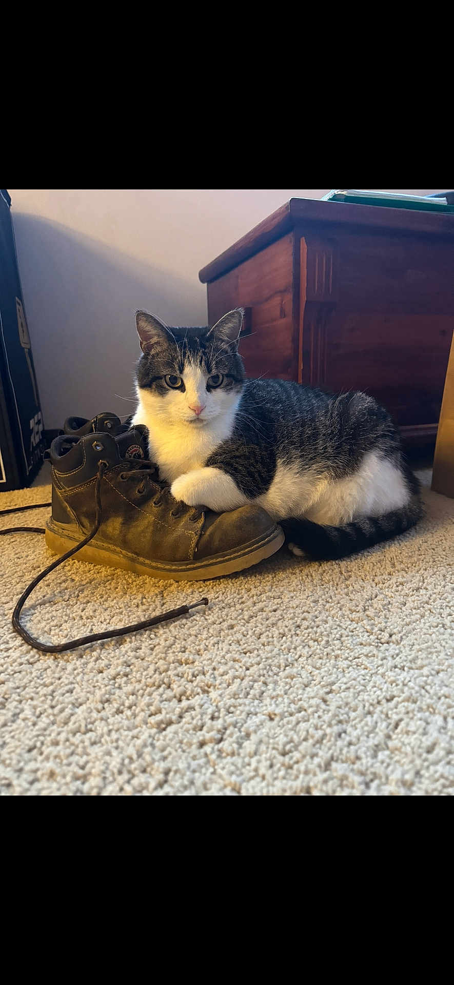 Diego joined the competition — help win amazing prizes! cat, tabby_cat, indoor, carpet, boot, brown_boot, shoelace, wooden_chest, furniture, pet, animal, resting, paw, white_fur, gray_fur, striped_fur, floor, cozy, relaxed, domestic