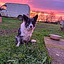 animal, canine, clouds, dog, dusk, field, fur, grass, greenery, landscape, nature, outdoor, pet, quiet, rural, sitting, sky, sunset, trees, van