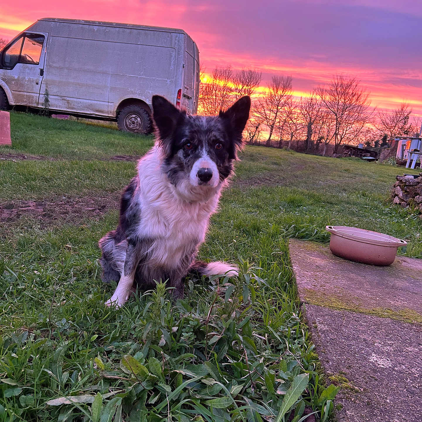 Lilou a rejoint le concours — aidez-le/la à gagner de superbes lots ! animal, canine, clouds, dog, dusk, field, fur, grass, greenery, landscape, nature, outdoor, pet, quiet, rural, sitting, sky, sunset, trees, van