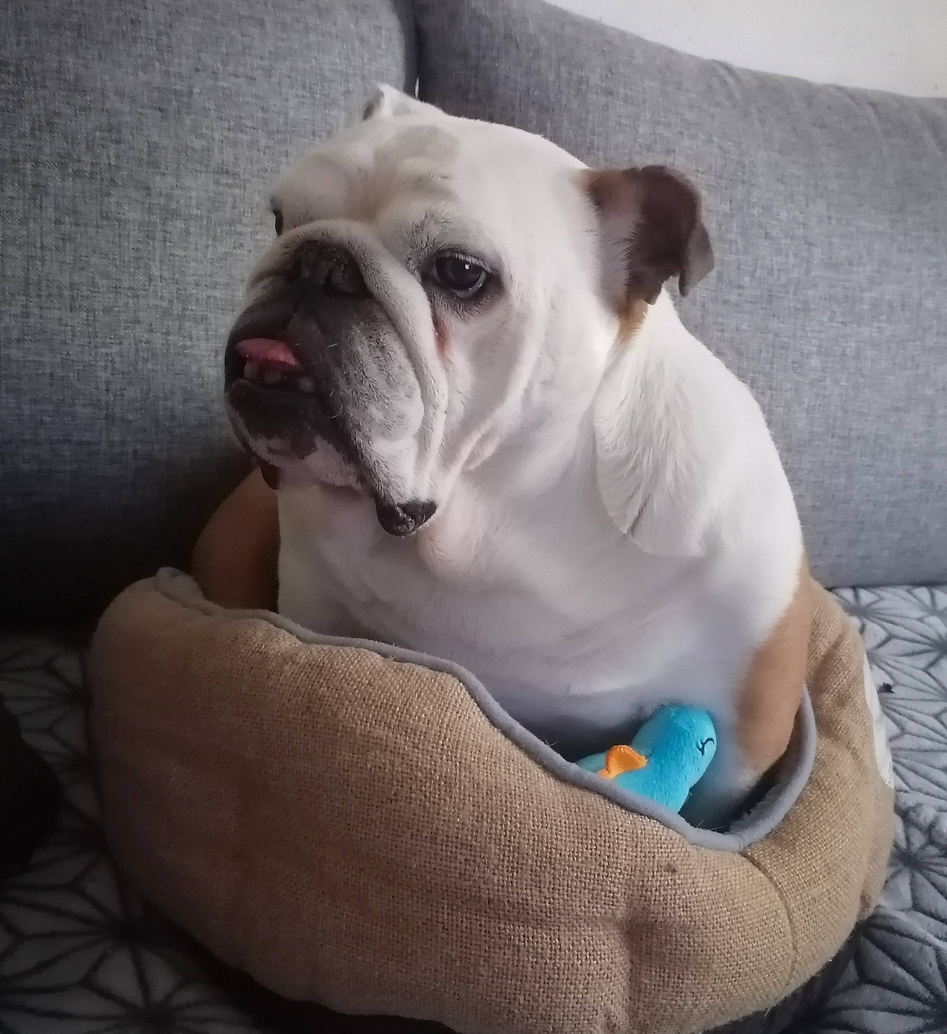 Hella participe au concours pour gagner de l'argent avec cette photo : bulldog, canidae, carnivore, collar, comfort, companion_dog, couch, dog, dog_breed, dog_clothes, dog_collar, dog_supply, ear, fawn, snout, sporting_group, toy_dog, whiskers, working_animal, wrinkle