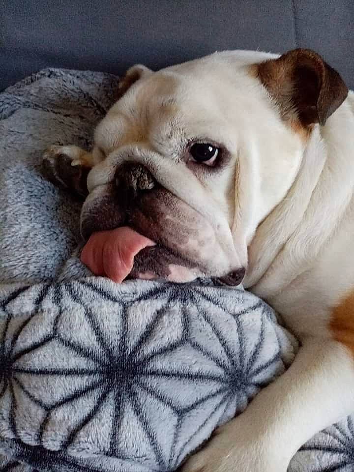 Hella a rejoint le concours — aidez-le/la à gagner de superbes lots ! bulldog, canidae, carnivore, comfort, companion_dog, dog, dog_breed, dog_supply, fawn, fur, linens, puppy, puppy_love, snout, sporting_group, terrestrial_animal, toy_dog, whiskers, working_animal, wrinkle