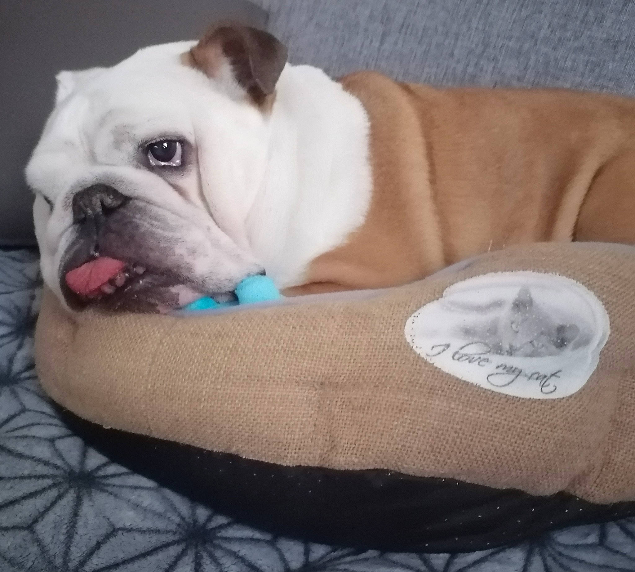 Hella a rejoint le concours — aidez-le/la à gagner de superbes lots ! bulldog, canidae, carnivore, collar, comfort, companion_dog, dog, dog_breed, dog_clothes, dog_collar, dog_supply, fawn, linens, pattern, pet_supply, snout, sporting_group, toy_dog, whiskers, working_animal