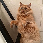 Harry is registered to the contest to win money with this photo: animal, cat, cozy, curious, cute, domestic_cat, feline, fluffy, fur, indoor, lying_down, mammal, orange_cat, paws, pet, portrait, relaxed, resting, tile_floor, whiskers