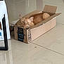 animal, box, cardboard_box, cat, cozy, cute, domestic_cat, ears, feline, floor, fur, ginger_cat, home, indoor, orange_fur, pet, relaxed, resting, tile_floor, whiskers