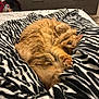 animal, bed, blanket, cat, clothing, cozy, cute, drawer, fluffy, fur, furniture, indoor, orange_cat, paw, pet, playful, relaxed, resting, striped_blanket, zebra_pattern
