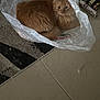 animal, carpet, cat, cozy, curious, cute, domestic_animal, feline, floor, fur, home, indoor, orange_cat, pet, plastic_bag, resting, tail, tile_floor, whiskers, wrapping_paper