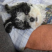 Lucy is registered to the contest to win money with this photo: dog, puppy, black_and_white, curly_fur, dog_face, nose, eyes, lying_down, cuddling, human_arm, beard, plaid_shirt, patterned_shirt, sofa, blanket, closeup, portrait, pet, indoor, relaxed