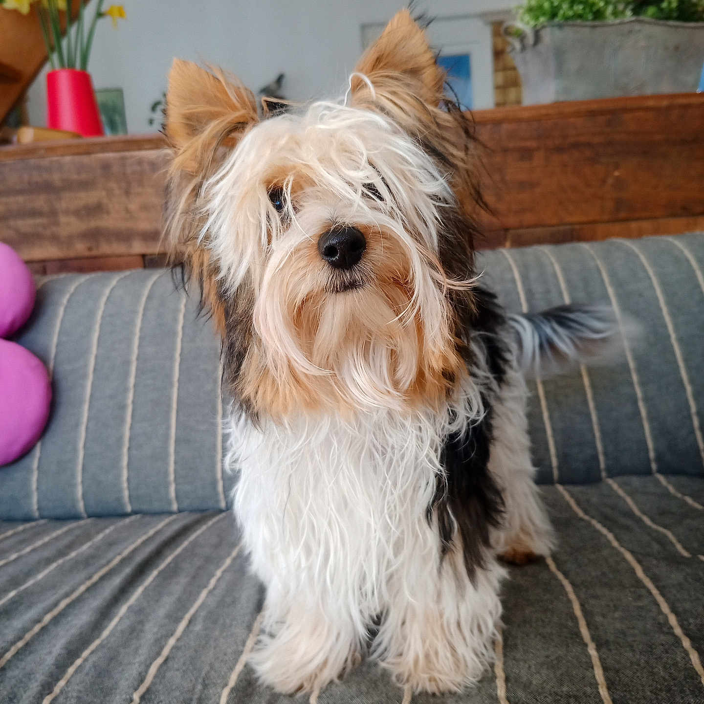 Aïko participe au concours pour gagner de l'argent avec cette photo : animal, architecture, canine, couch, cushion, dog, flower, flowerarrangement, furniture, homedecor, indoors, interiordesign, jar, pet, plant, pottedplant, pottery, puppy, terrier, vase