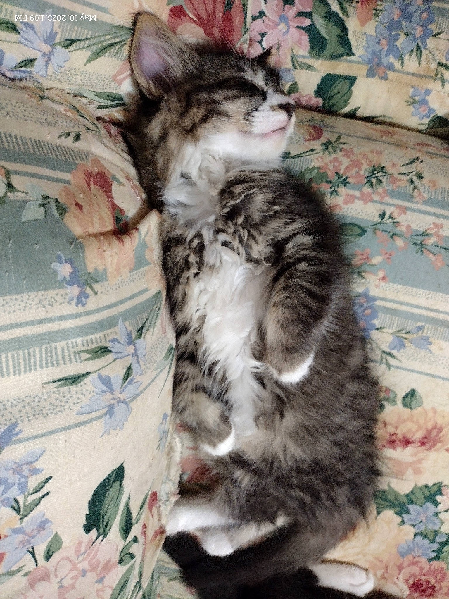 Ms. Wasson joined the competition — help win amazing prizes! carnivore, cat, claw, comfort, domestic_short_haired_cat, felidae, fur, linens, pattern, paw, small_to_medium_sized_cats, snout, tail, whiskers