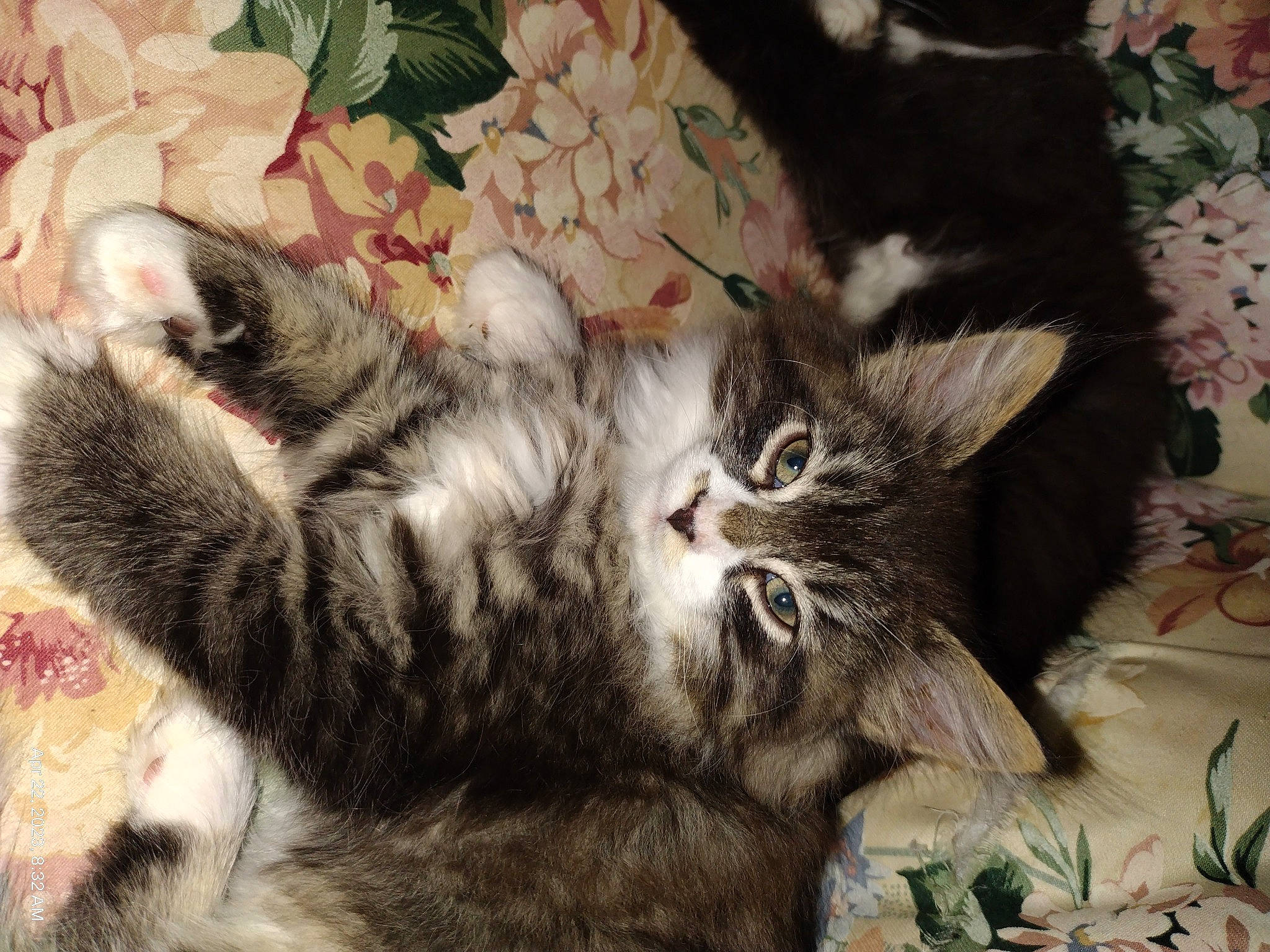 Ms. Wasson is registered to the contest to win money with this photo: carnivore, cat, claw, comfort, domestic_short_haired_cat, felidae, fur, mammal, pattern, paw, small_to_medium_sized_cats, snout, tail, whiskers