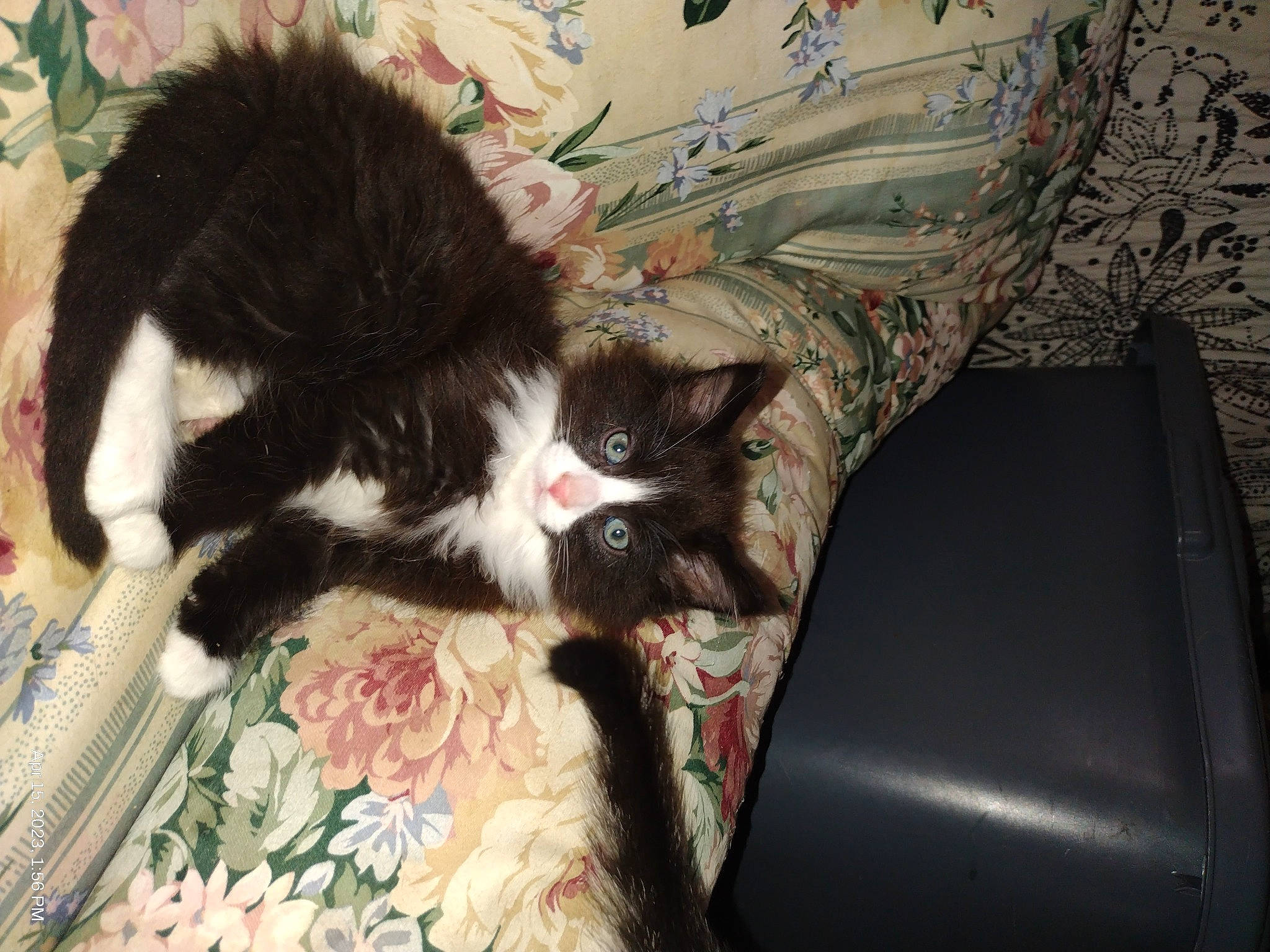 Delbert joined the competition — help win amazing prizes! bag, carnivore, cat, cat_supply, claw, comfort, couch, domestic_short_haired_cat, felidae, fur, room, small_to_medium_sized_cats, tail, textile, whiskers