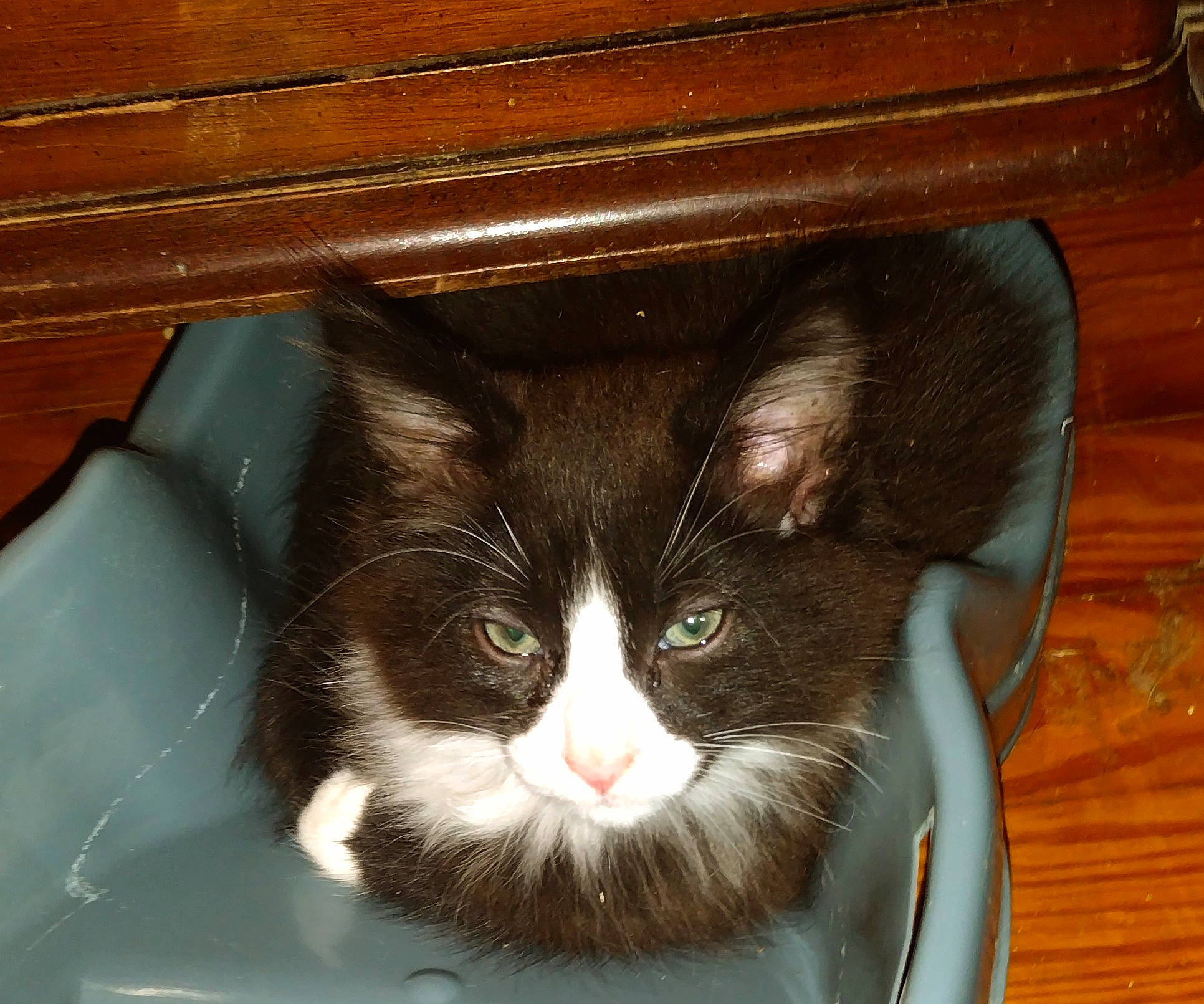 Delbert is registered to the contest to win money with this photo: automotive_exterior, box, carnivore, cat, cat_supply, domestic_short_haired_cat, felidae, flooring, fur, hardwood, pet_supply, small_to_medium_sized_cats, snout, tail, varnish, whiskers, window, windshield, wood, wood_stain