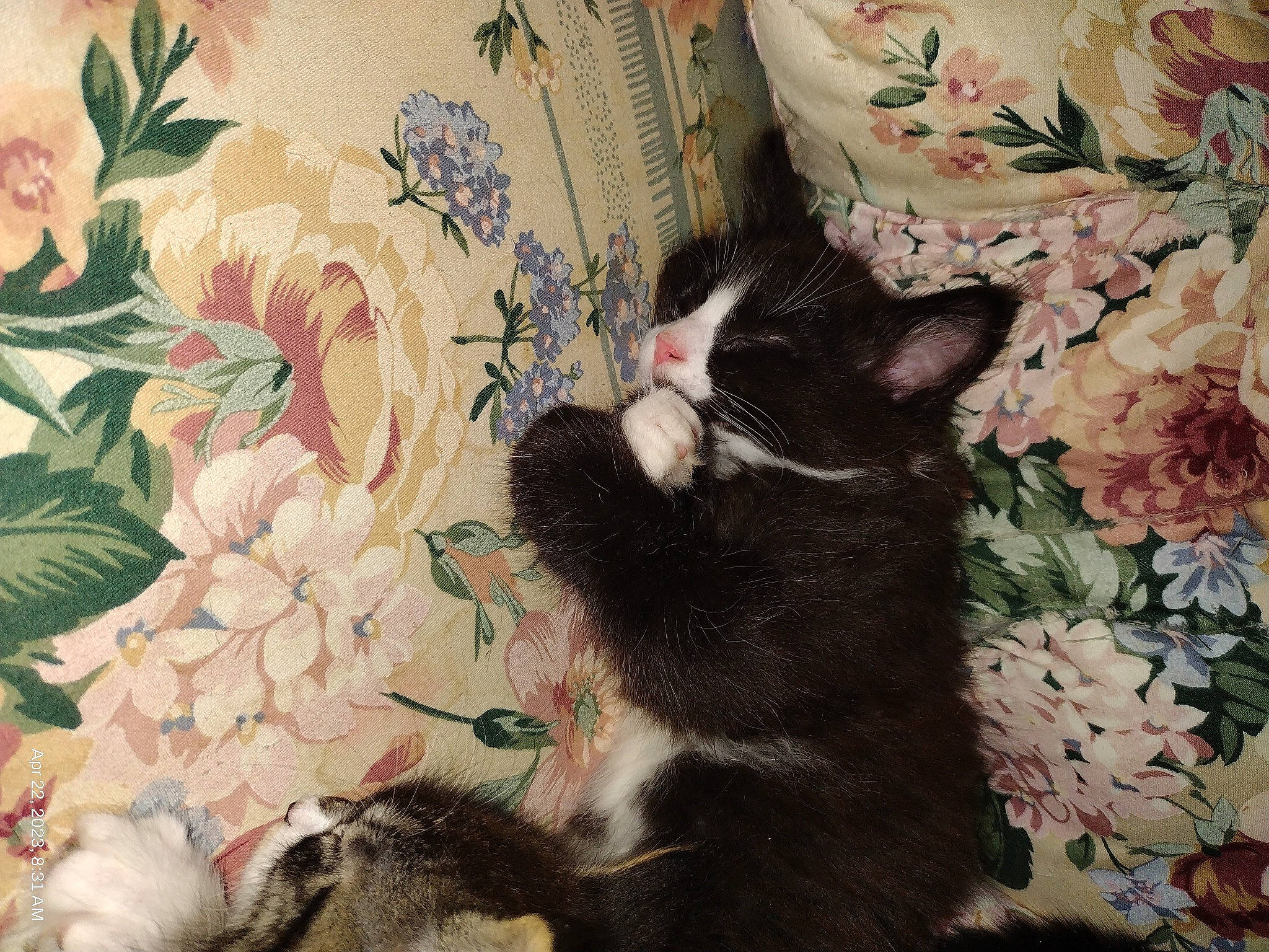 Delbert is registered to the contest to win money with this photo: carnivore, cat, claw, comfort, domestic_short_haired_cat, felidae, flower, fur, grass, linens, mammal, pattern, paw, petal, plant, room, small_to_medium_sized_cats, tail, tree, whiskers