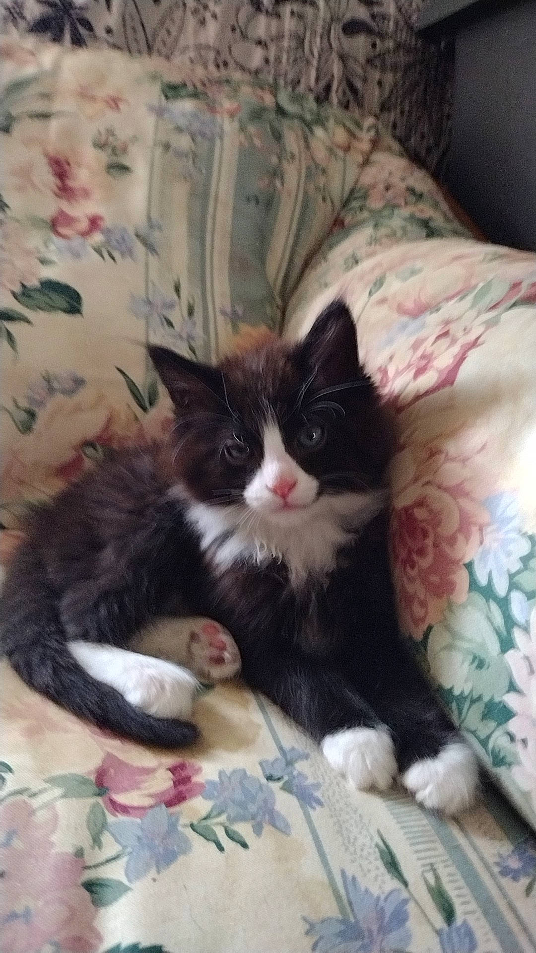 Delbert joined the competition — help win amazing prizes! carnivore, cat, cat_supply, claw, comfort, domestic_short_haired_cat, felidae, fur, lap, linens, pattern, paw, small_to_medium_sized_cats, snout, tail, whiskers