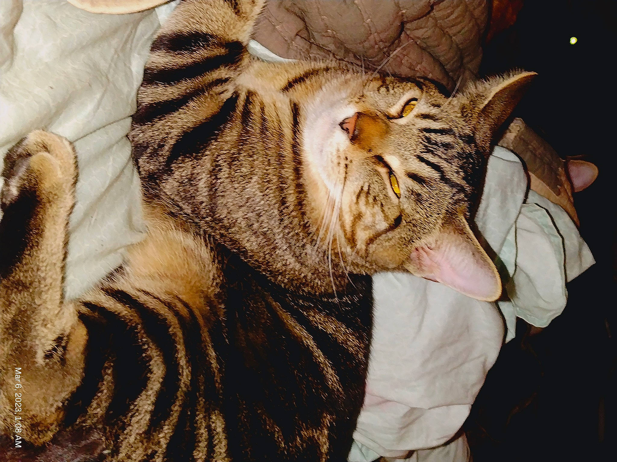 Jack is registered to the contest to win money with this photo: carnivore, cat, claw, comfort, domestic_short_haired_cat, ear, eye, fang, felidae, fur, nap, pattern, paw, small_to_medium_sized_cats, snout, terrestrial_animal, whiskers, wildlife