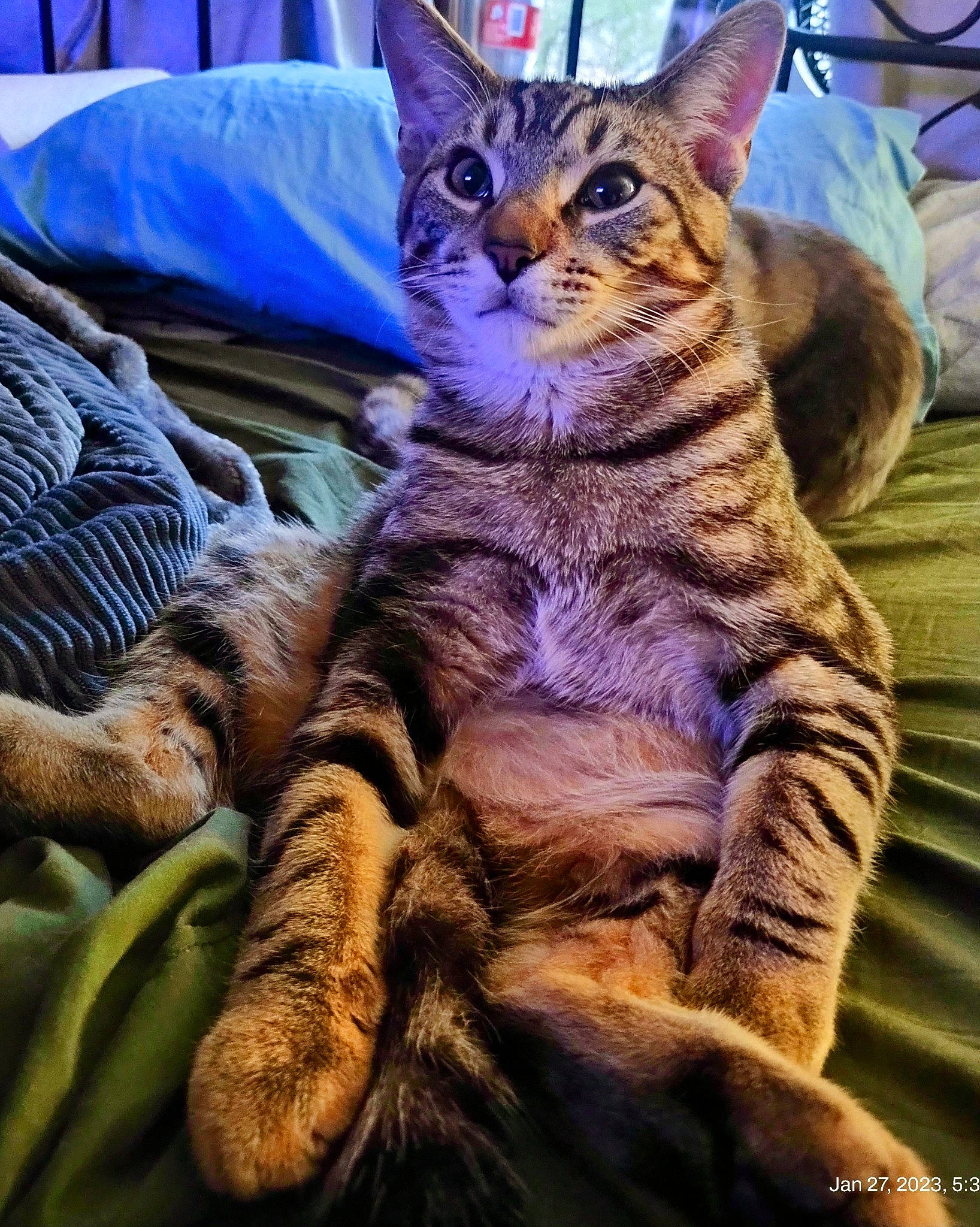 Jack is registered to the contest to win money with this photo: carnivore, cat, claw, comfort, domestic_short_haired_cat, fawn, felidae, fur, grass, lap, nap, paw, sitting, small_to_medium_sized_cats, snout, tail, terrestrial_animal, whiskers, wildlife