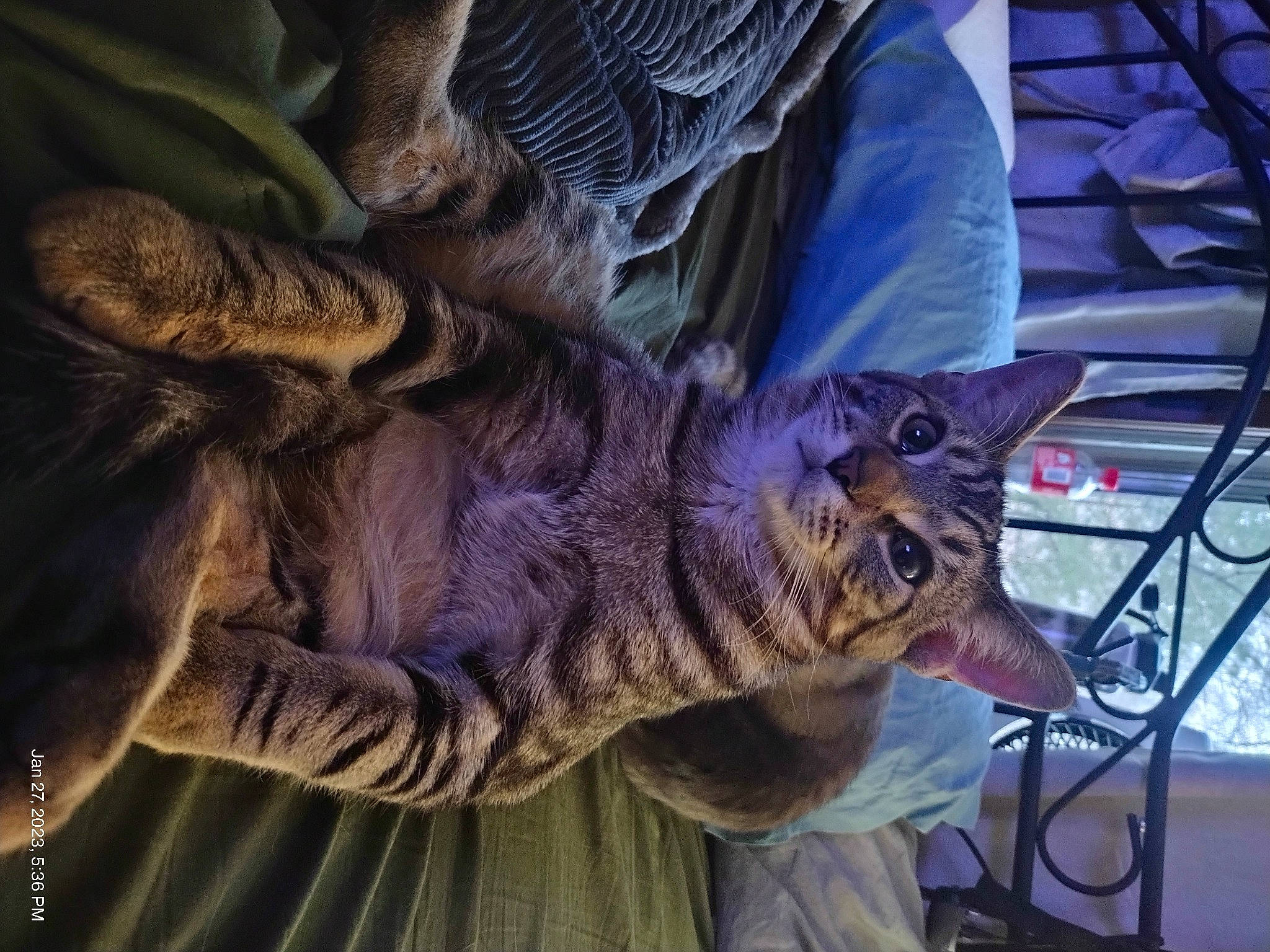 Jack joined the competition — help win amazing prizes! carnivore, cat, claw, dinosaur, domestic_short_haired_cat, electric_blue, felidae, fur, night, purple, small_to_medium_sized_cats, tail, whiskers, wildlife