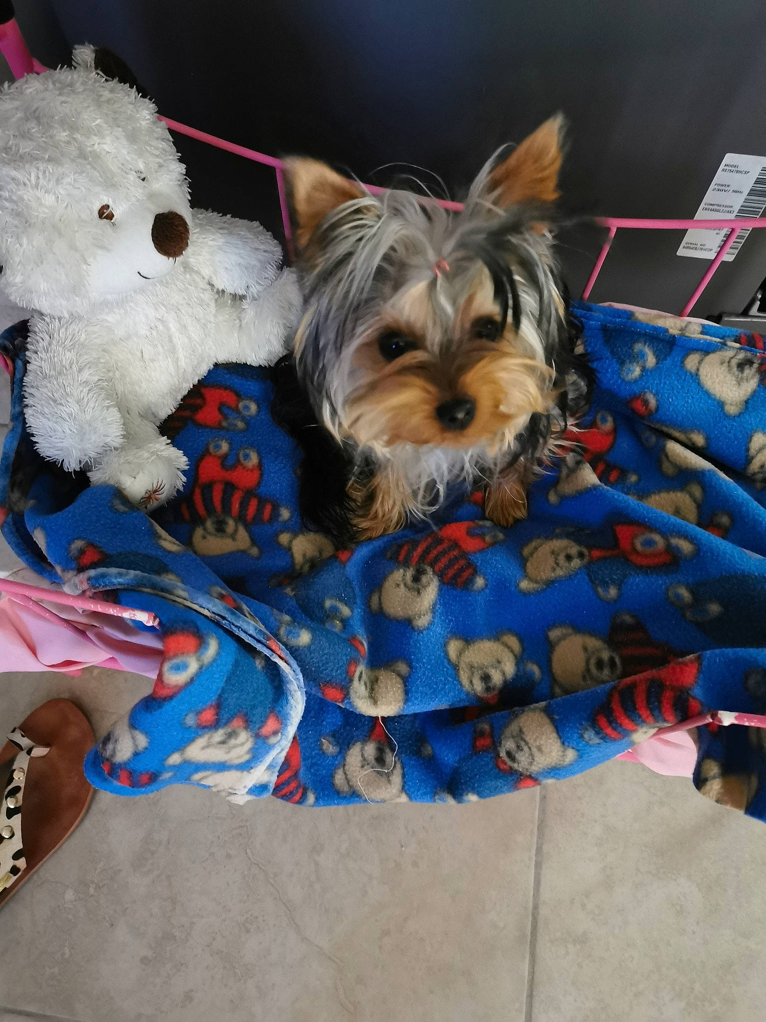 Rose a rejoint le concours — aidez-le/la à gagner de superbes lots ! canidae, carnivore, collar, companion_dog, dog, dog_breed, dog_clothes, dog_collar, dog_supply, electric_blue, event, fashion_accessory, fawn, fur, pet_supply, small_terrier, snout, sporting_group, toy_dog, working_animal