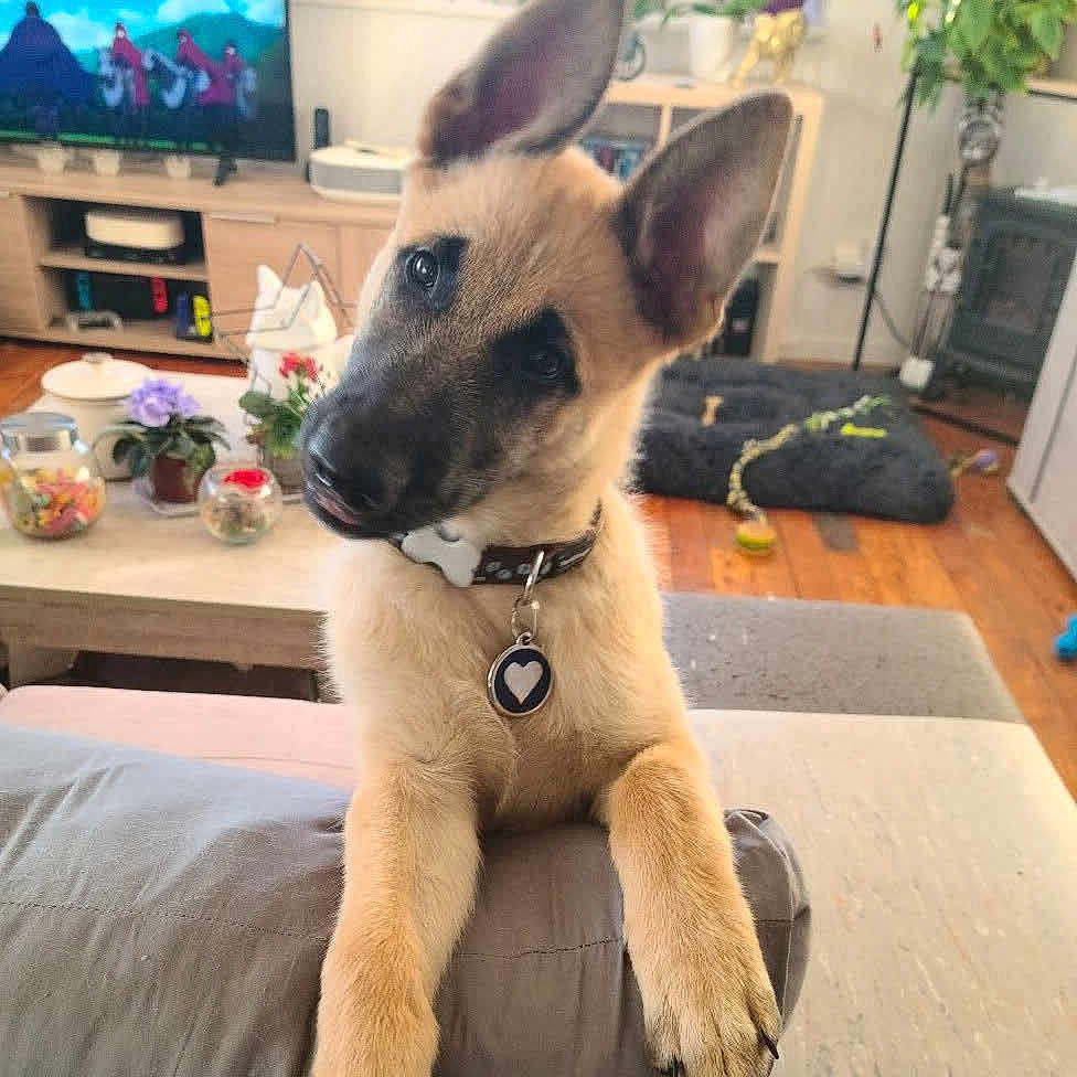 Aribo a rejoint le concours — aidez-le/la à gagner de superbes lots ! cartoon, coffee_table, collar, couch, curious, cute, dog, dog_bed, furniture, heart_tag, home, indoor, jars, living_room, pet, plants, puppy, television, toys, wooden_floor