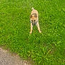 puppy, dog, grass, greenery, outdoor, pet, animal, nature, path, young_dog, harness, playful, canine, small_dog, alert, standing, summer, daylight, field, fur