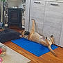 dog, lying_down, blue_mat, wooden_floor, cabinet, decorative_statues, living_room, pet_collar, pet_tag, home_decor, framed_photo, wooden_furniture, floor_mat, playful, relaxed, interior, paw_raised, brown_dog, pet, household