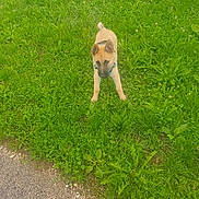Aribo a rejoint le concours — aidez-le/la à gagner de superbes lots ! puppy, dog, grass, greenery, outdoor, pet, animal, young_dog, path, nature, curious, harness, playful, canine, grass_field, small_dog, daylight, alert, fur, ground