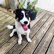 Baïko participe au concours pour gagner de l'argent avec cette photo : animal, black_and_white, cute, dog, fur, greenery, happy, nature, outdoor, pet, plant, potted_plant, puppy, sitting, smiling, tongue, tongue_out, wall, wooden_deck, young_dog