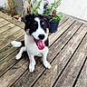 animal, black_and_white, cute, dog, fur, greenery, happy, nature, outdoor, pet, plant, potted_plant, puppy, sitting, smiling, tongue, tongue_out, wall, wooden_deck, young_dog