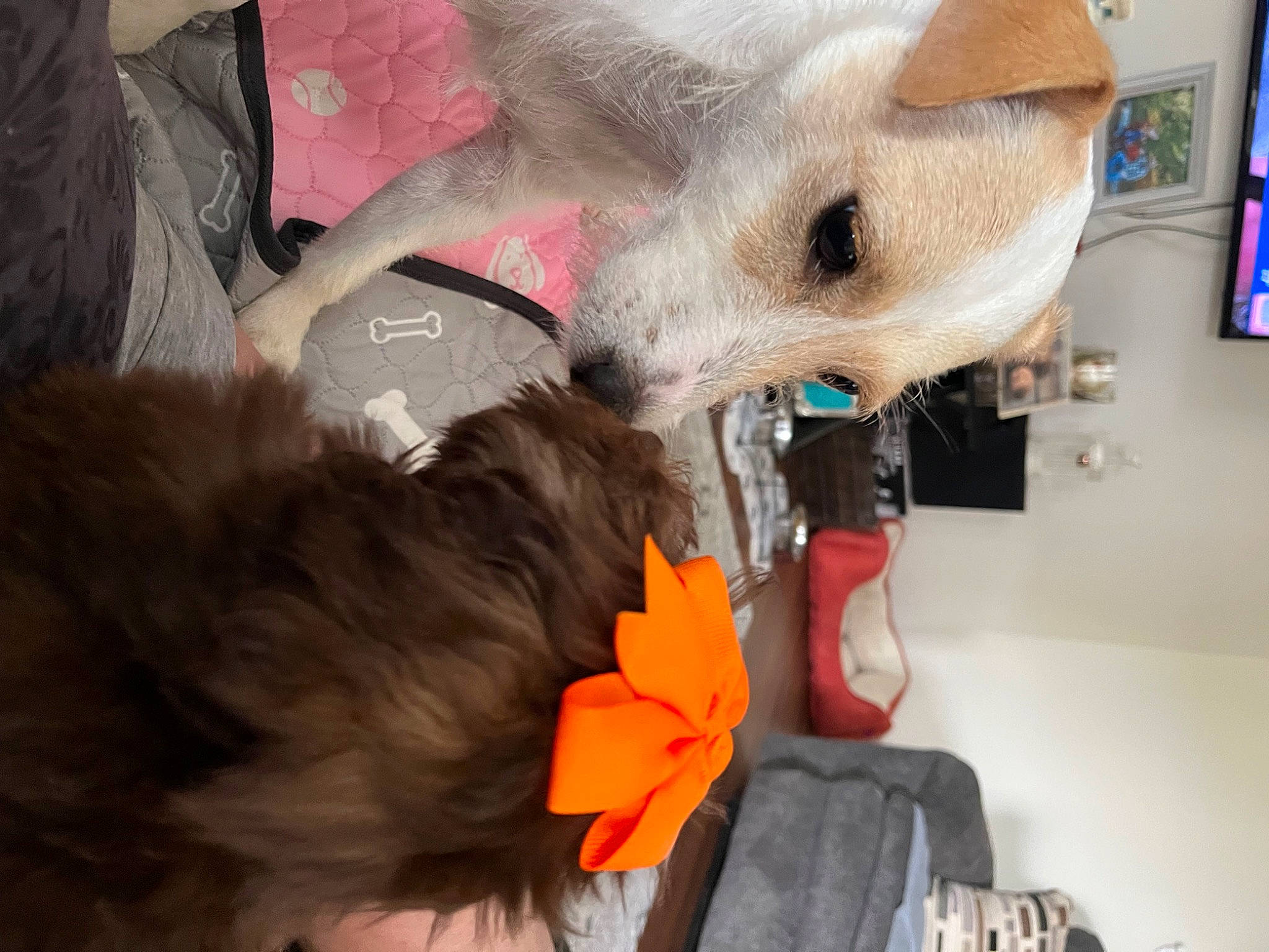 Amber is registered to the contest to win money with this photo: canidae, carnivore, comfort, companion_dog, dog, dog_breed, ear, fashion_accessory, fawn, felidae, fur, headgear, petal, picture_frame, small_to_medium_sized_cats, snout, stuffed_toy, tail, toy, whiskers