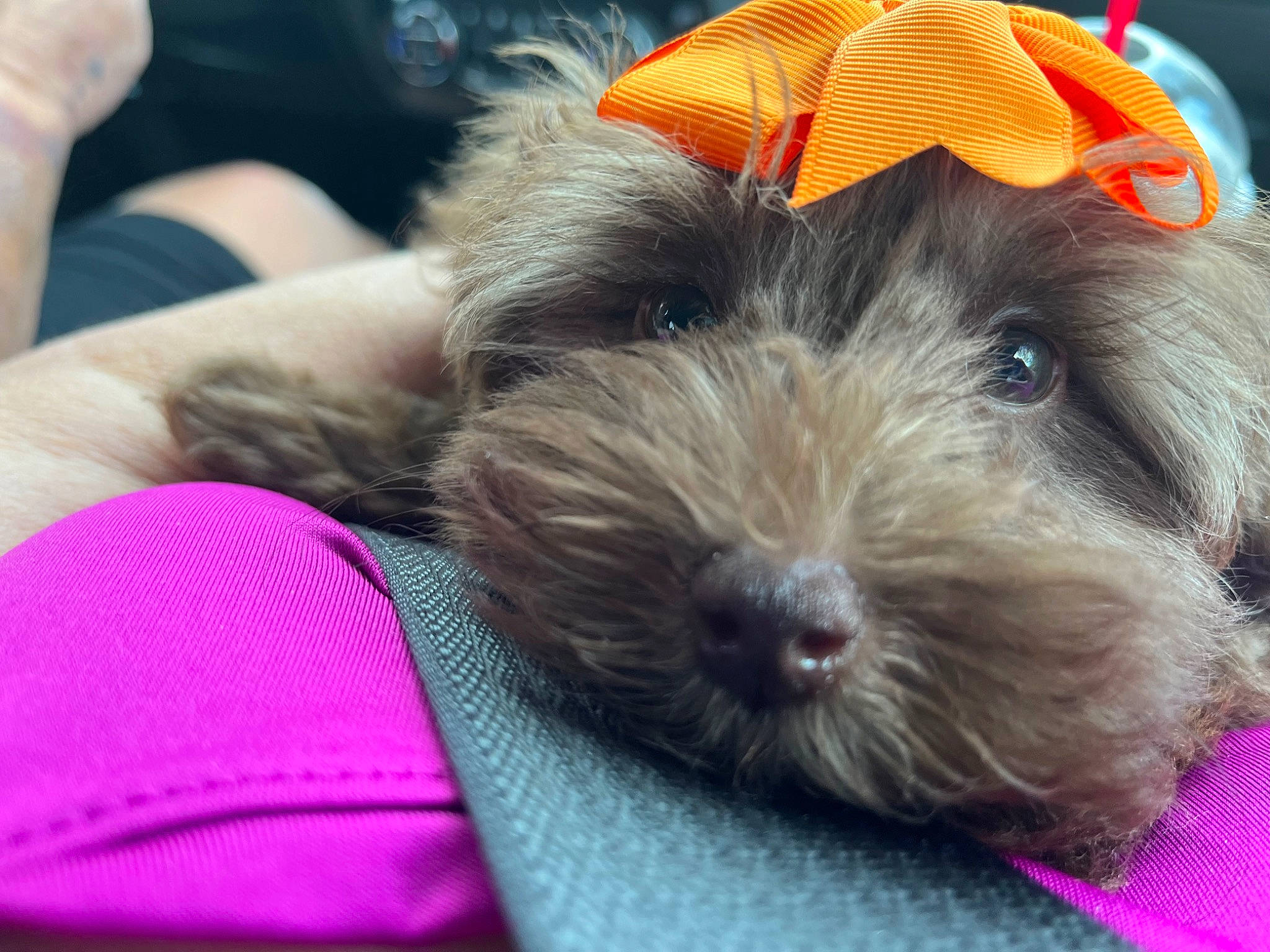 Amber joined the competition — help win amazing prizes! canidae, carnivore, comfort, companion_dog, dog, dog_breed, dog_supply, fur, hat, liver, magenta, personal_protective_equipment, puppy, small_terrier, snout, sporting_group, terrier, toy_dog, working_animal