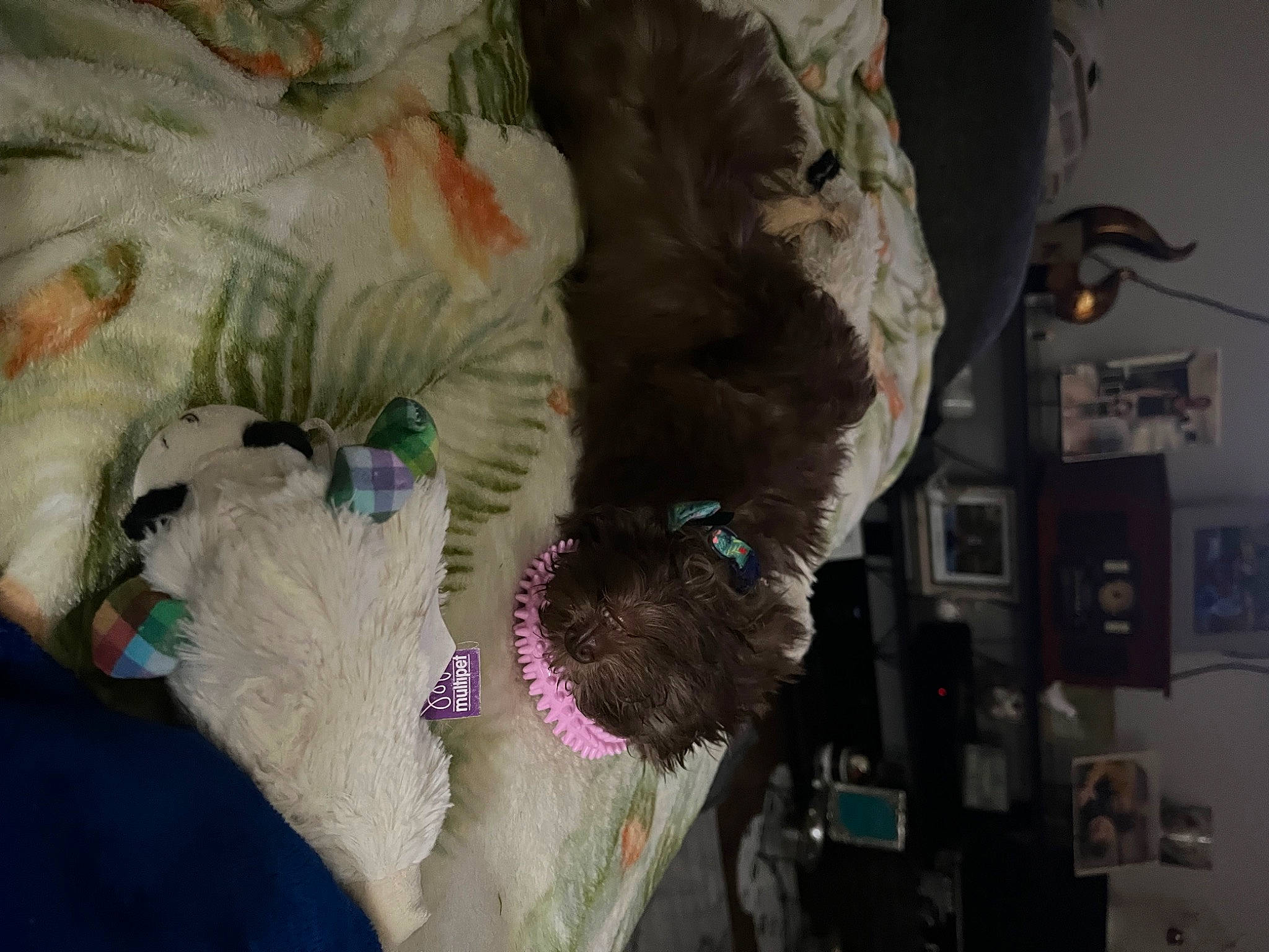 Amber is registered to the contest to win money with this photo: canidae, carnivore, collar, companion_dog, dog_breed, event, fawn, felidae, fur, fur_clothing, natural_material, plush, room, small_to_medium_sized_cats, snout, sporting_group, stuffed_toy, textile, toy, wool