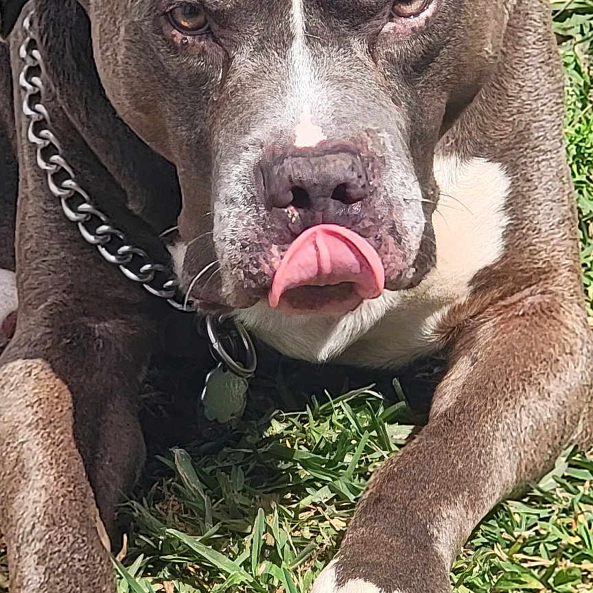 Cash is registered to the contest to win money with this photo: animal, bodypart, bostonbull, boxer, bulldog, canine, dog, frenchbulldog, grass, lawn, machine, mouth, person, pet, pitbull, plant, pointer, puppy, snout, tongue
