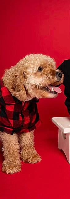 Kingsley is registered to the contest to win money with this photo: canidae, carnivore, companion_dog, dog, dog_breed, dog_clothes, dog_collar, dog_supply, fur, labradoodle, maltepoo, pet_supply, poodle, poodle_crossbreed, snout, sporting_group, terrier, toy_dog, water_dog, working_animal