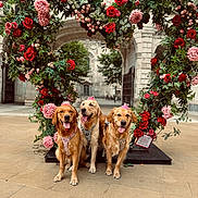 Luxanna is registered to the contest to win money with this photo: animal, courtyard, cute, daytime, dog, flower_arrangement, golden_retriever, green_leaves, happy, harness, heart_shape, nature, outdoor, pet, pink_crown, pink_roses, red_roses, stone_arch, three_dogs, tongue_out