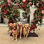 animal, courtyard, cute, daytime, dog, flower_arrangement, golden_retriever, green_leaves, happy, harness, heart_shape, nature, outdoor, pet, pink_crown, pink_roses, red_roses, stone_arch, three_dogs, tongue_out