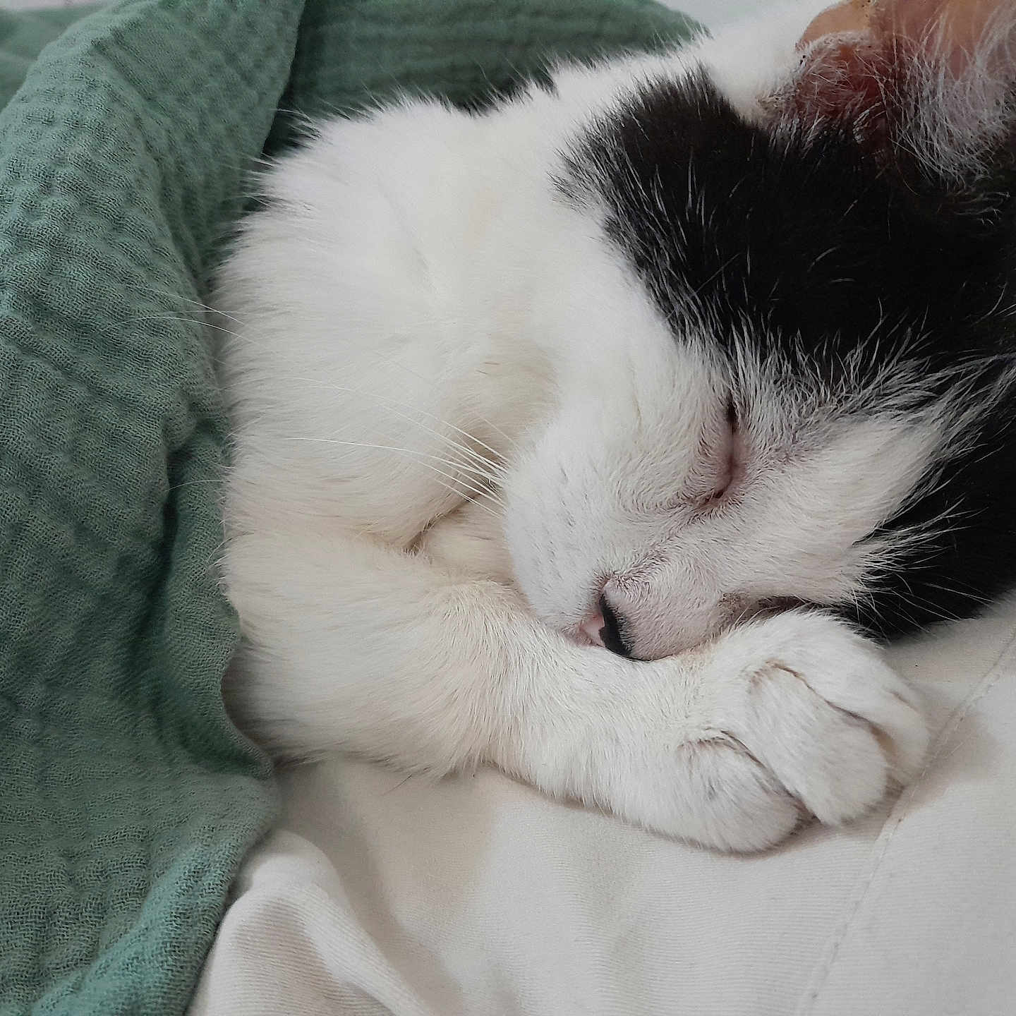 Isis a rejoint le concours — aidez-le/la à gagner de superbes lots ! animal, black_and_white, blanket, button, cat, closeup, comfort, cozy, cushion, cute, fur, indoor, napping, paw, pet, relaxed, resting, sleeping, soft, whiskers